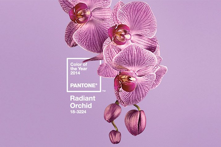 radiant orchid
