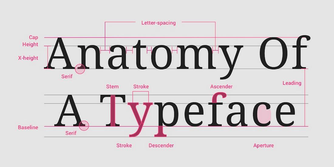 anatomy of typography