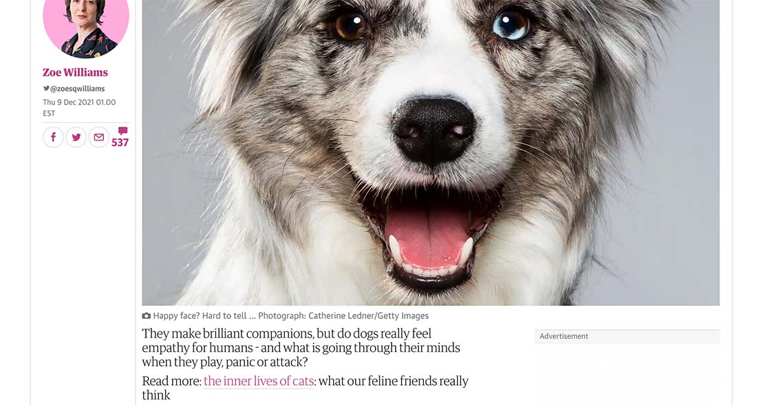 dog-link 8 Tips for Better Hyperlink Text design tips 