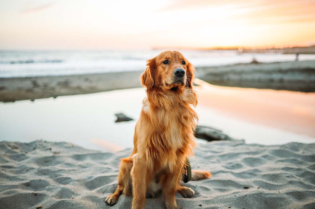 golden retriever dog