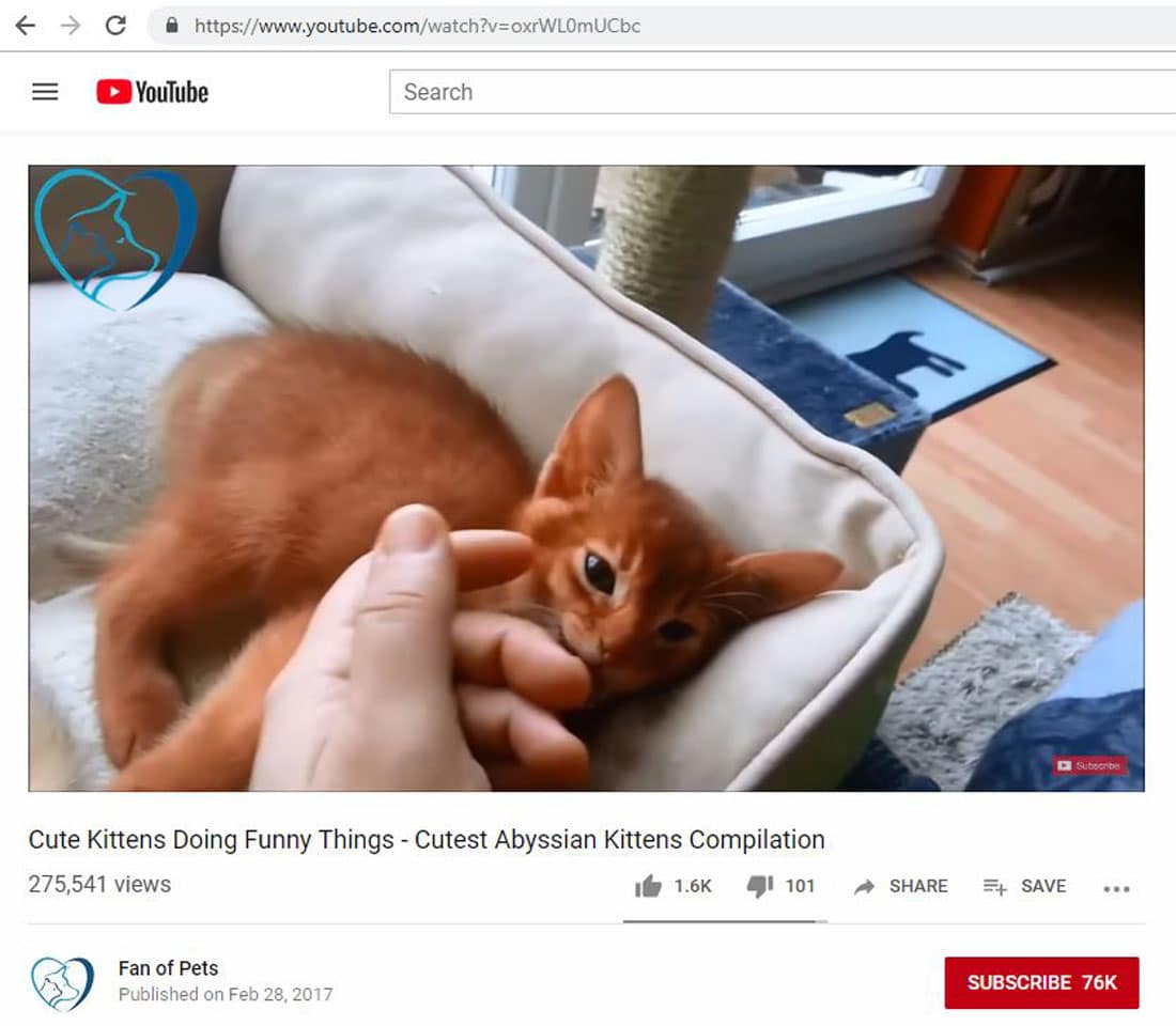 youtube-cats How to Embed a YouTube Video in PowerPoint design tips Software|powerpoint|presentation 